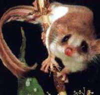 Carrowong Fauna Sanctuary - Accommodation Burleigh