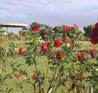 Elizabeth Park Rose Gardens - Accommodation Burleigh