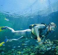 Manta Ray Bommie Dive Site - Accommodation Burleigh