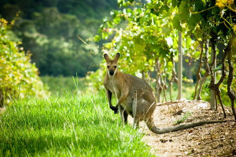 Sirromet Winery - Accommodation Burleigh 2