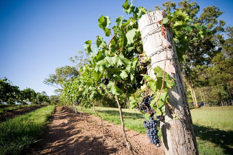 Sirromet Winery - Accommodation Burleigh 3