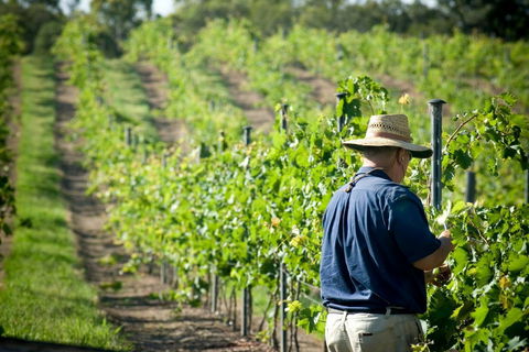 Sirromet Winery - Accommodation Burleigh 11