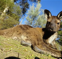 Ballarat Wildlife Park - Accommodation Burleigh