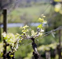 Elan Vineyard and Winery - Accommodation Burleigh