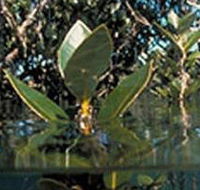 Jawbone Marine Sanctuary - Accommodation Burleigh