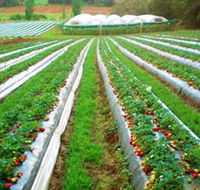 Kookaberry Strawberry Farm - Accommodation Burleigh