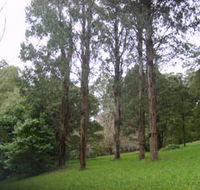 Mount Dandenong Arboretum - Accommodation Burleigh