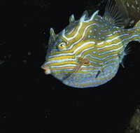 Mushroom Reef Marine Sanctuary - Accommodation Burleigh