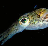 Corner Inlet Marine National Park - Accommodation Burleigh