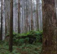 Kinglake National Park - Accommodation Burleigh