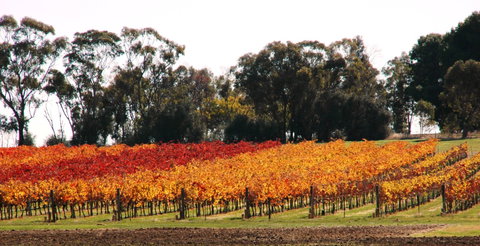 Stanton And Killeen Wines - Accommodation Burleigh 2