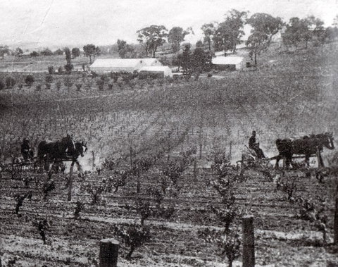 Stanton And Killeen Wines - Accommodation Burleigh 10