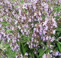 Otway Herbs - Accommodation Burleigh
