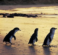 Phillip Island Nature Park - Accommodation Burleigh