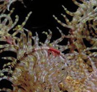 Point Danger Marine Sanctuary - Accommodation Burleigh