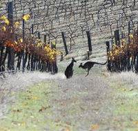 Blue Pyrenees Estate - Accommodation Burleigh