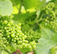 Waratah Hills Vineyard - Accommodation Burleigh