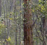 Heathcote-Graytown National Park - Accommodation Burleigh