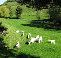 Goats of Gaia Soap - Accommodation Burleigh