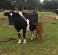 Animal Land Children's Farm - Accommodation Burleigh