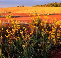 Royal Botanic Gardens Victoria Cranbourne - Accommodation Burleigh