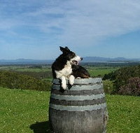 Windy Ridge Vineyard and Winery - Accommodation Burleigh