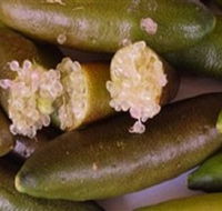 Sandy Creek Olives and Finger Limes - Accommodation Burleigh