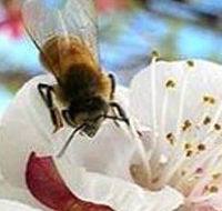 Clayridge Honey - Accommodation Burleigh