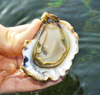 The Oyster Pot - Accommodation Burleigh