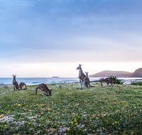 Pebbly Beach - Accommodation Burleigh