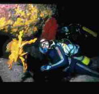 Solitary Islands Marine Park - Accommodation Burleigh