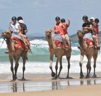 Camel Rides with Coffs Coast Camels - Accommodation Burleigh