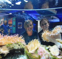 Solitary Islands Aquarium - Accommodation Burleigh