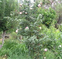 Tombstone Estate Vineyard - Accommodation Burleigh