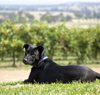 Moothi Estate Vineyard and Cellar Door - Accommodation Burleigh