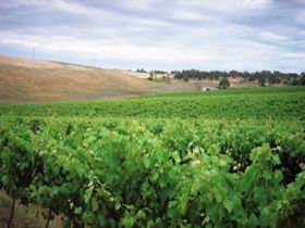 Uleybury Wines - Accommodation Burleigh 2