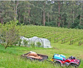 Peveril Vineyard/Beechy Berries - Accommodation Burleigh 1