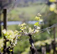 Whistling Eagle Vineyard - Accommodation Burleigh