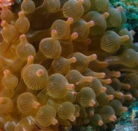 Coral Gardens Dive Site Mooloolaba - Accommodation Burleigh