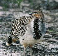 Yongergnow Australian Malleefowl Centre - Accommodation Burleigh
