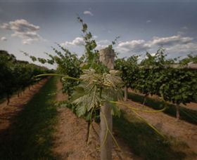 Punt Road Winery - Accommodation Burleigh 7