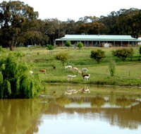 Clearview Alpacas - Accommodation Burleigh