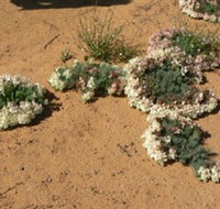 Coorow Wreath Flowers - Accommodation Burleigh