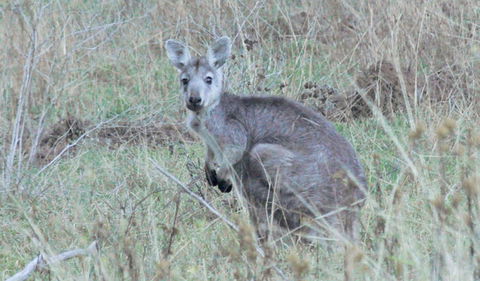 Capertee National Park - Accommodation Burleigh 3