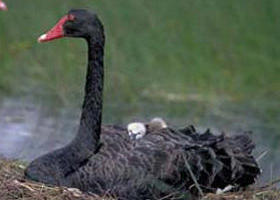  Accommodation Burleigh