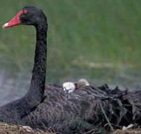 French Island Marine National Park - Accommodation Burleigh