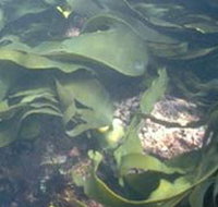 Churchill Island Marine National Park - Accommodation Burleigh