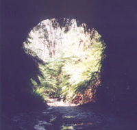 Glow Worm Tunnel - Accommodation Burleigh