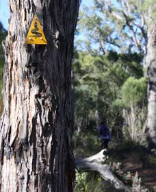 Mount Dale Walk Trail - Accommodation Burleigh 1