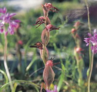 Carnamah-Eneabba Wildflower Drive - Accommodation Burleigh